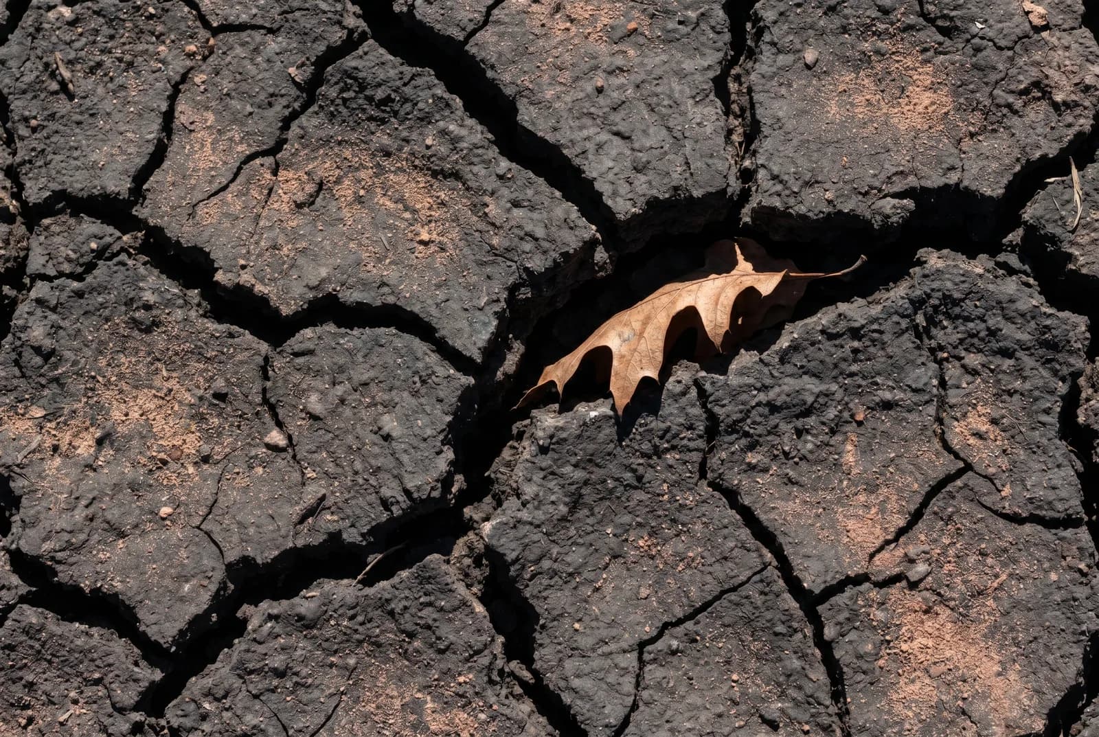 Close-up of dark Houston Black clay broken into a polygonal network of deep desiccation cracks during drought, with a single dried oak leaf caught in one of the cracks.